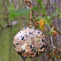 Summer inspired crafting projects to try - bird feed ball