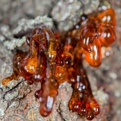 Natural resin from a tree.